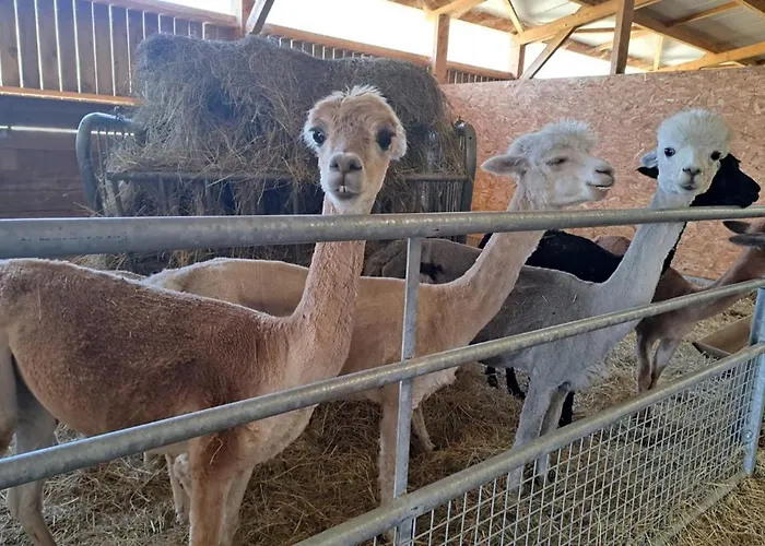Les Glycines Saint-Pierre-de-Buzet